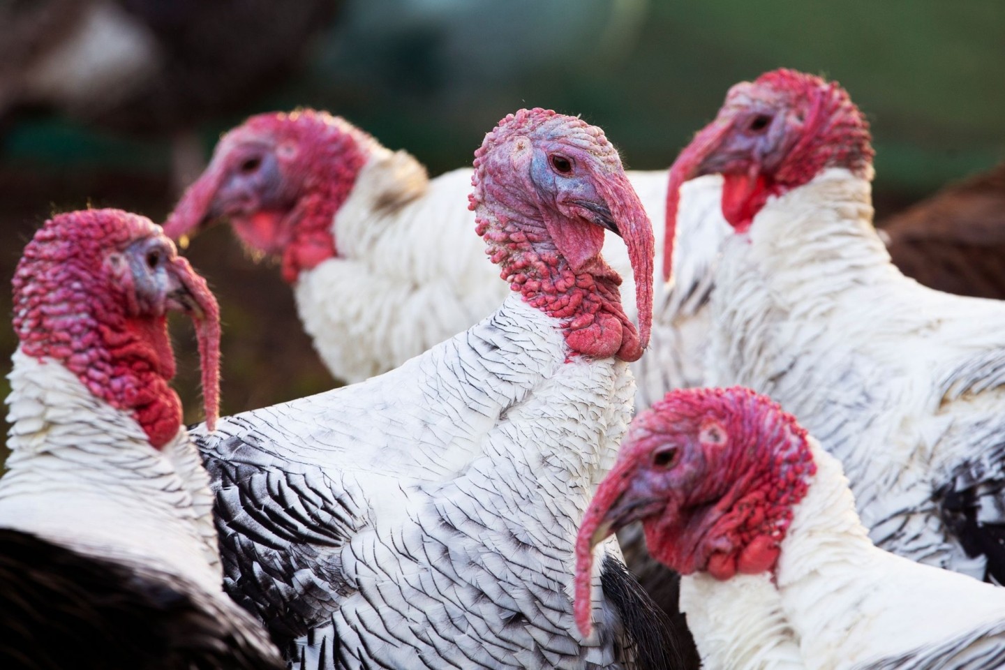 Die Vogelgrippe hat in Großbritannien nach Behördenangaben eine besorgniserregende Verbreitung gefunden.