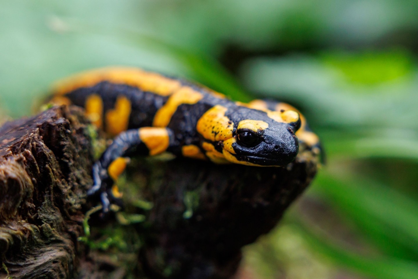 Unter den Amphibien seien die Salamander die am stärksten bedrohte Gruppe.