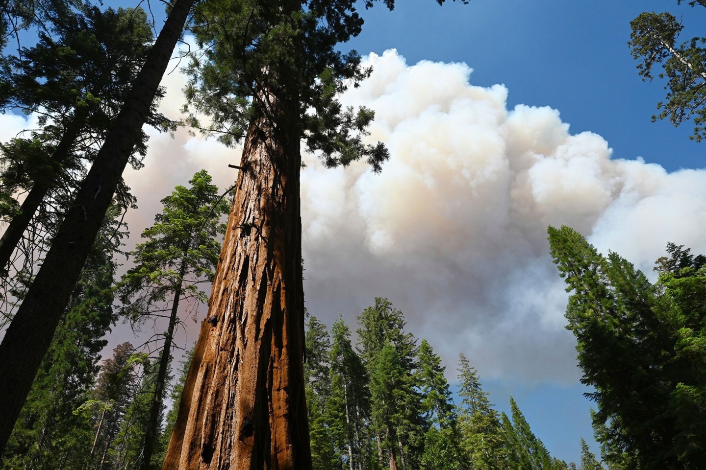 Rauchwolken steigen über einem Riesenmammutbaum im Yosemite-Nationalpark auf.