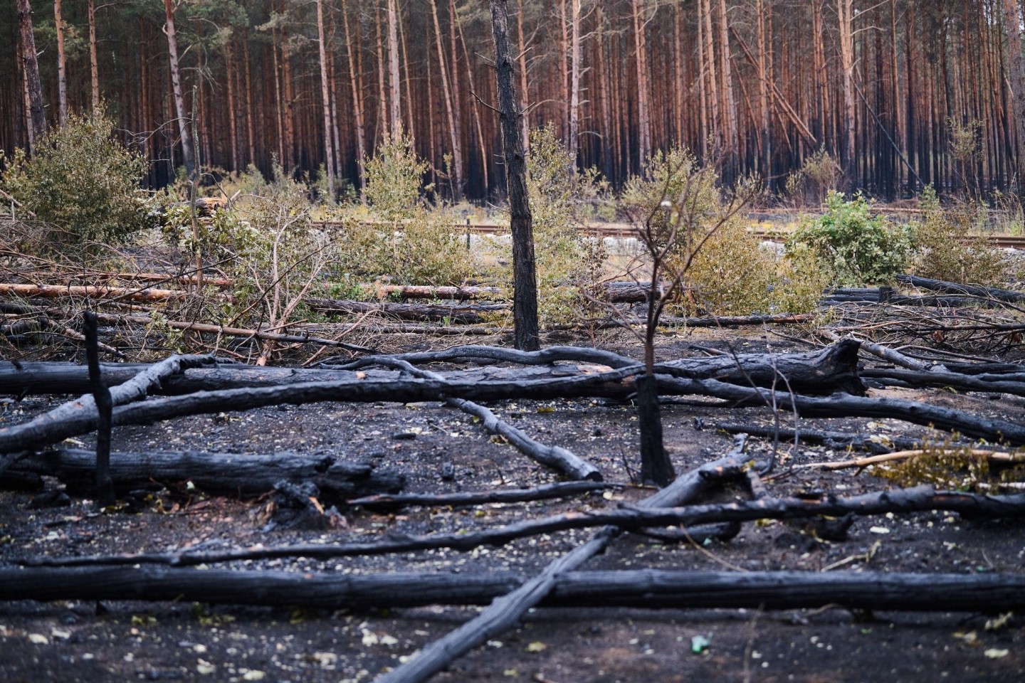 Schwarz verkohlte Baumstämme liegen auf dem Waldboden in Treuenbrietzen. Inzwischen sind die Brände vollständig gelöscht.