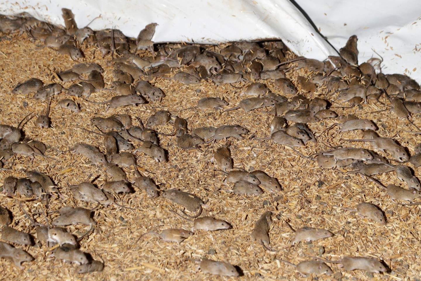 Mäuse wuseln um gelagertes Getreide auf einer Farm. Im Südosten Australiens wird Medienberichten zufolge ein Gefängnis wegen einer Mäuseplage evakuiert.