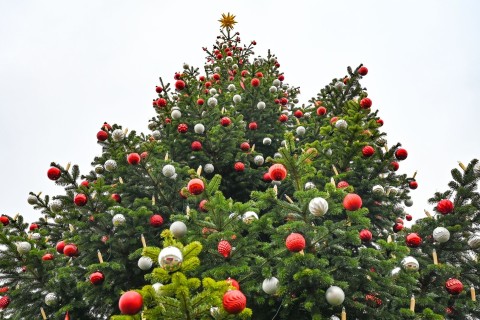 Weihnachtsbaum wird immer mehr zum Adventsbaum
