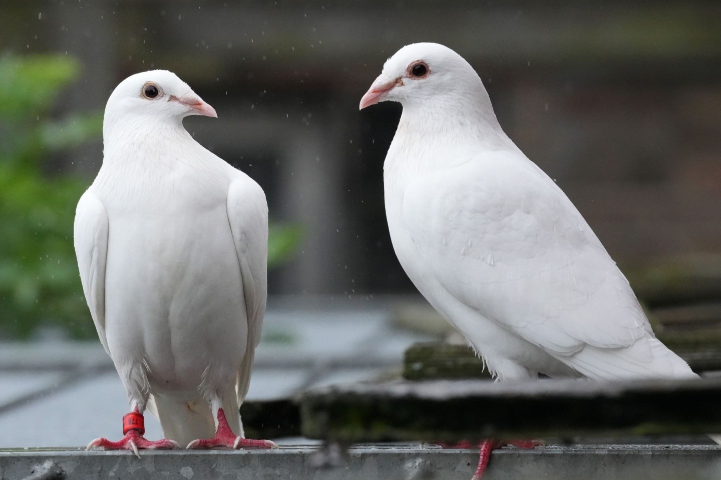 Für viele gehören weiße Tauben zu einer Hochzeit dazu.