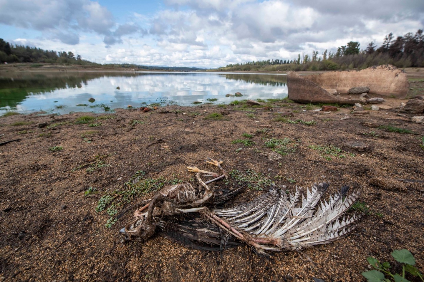 Am Ufer des Penuelas-Sees liegt nach einer Dürre ein toter Vogel. Der Weltklimarat führt die Folgen der menschengemachten Erderwärmung in seinem neuen Bericht drastischer vor Augen als je...