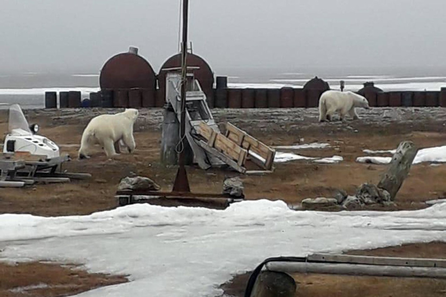 Das vom WWF zur Verfügung gestellte Handout zeigt zwei umherstreunende Eisbären 2019 in Norden Russlands.