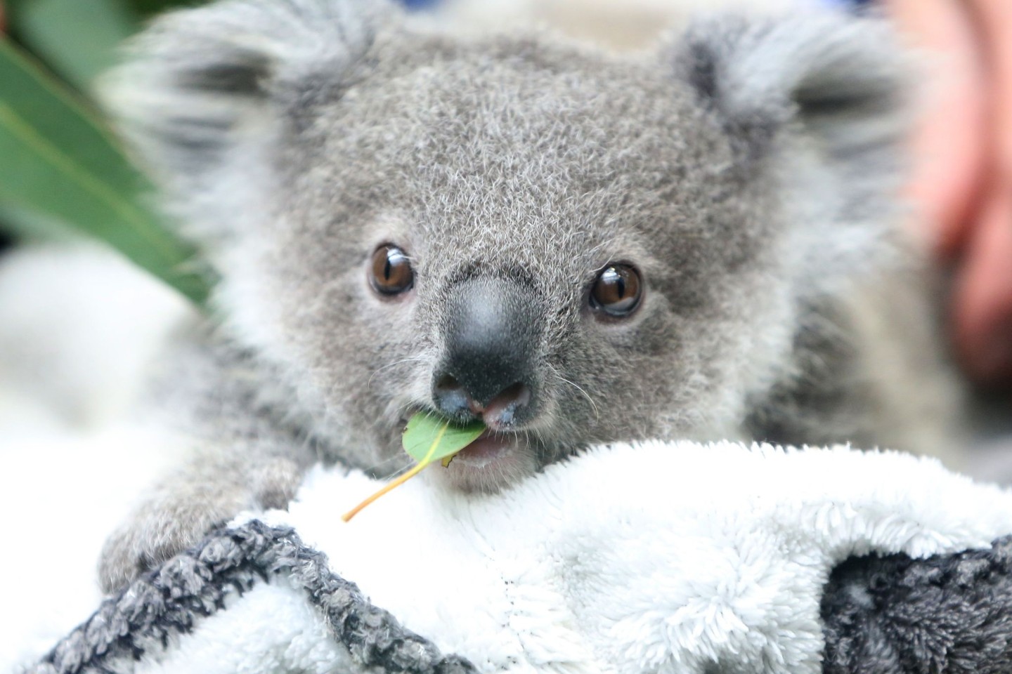 Ein Koala-Baby kaut an einem Eukalyptusblatt. Die Zahl der Beutelsäuger nimmt rapide ab.