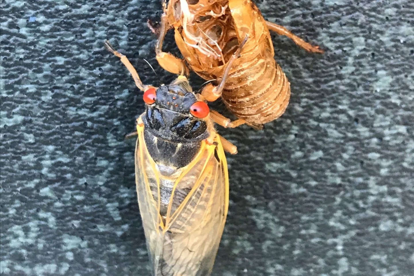 Das Bild zeigt eine sich häutende Zikade der Art Brut X in Bethesda, in der Nähe von Washington. Lautstarke Zikaden einer nur alle 17 Jahre auftauchenden Art haben im Union County im US-Bu...