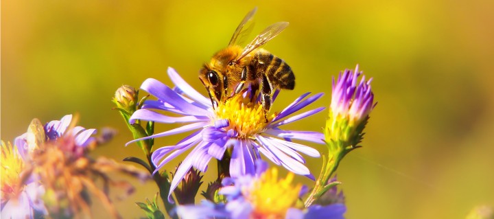 Bienenwiese Projekt Bienensterben
