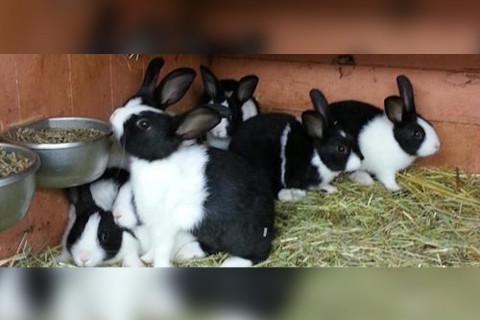 Kaninchenzuchtverein Wiedenbrück